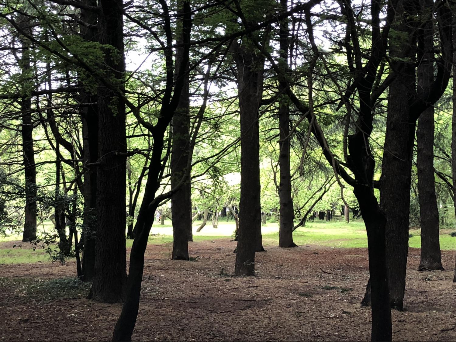 新緑の光が丘公園 1
