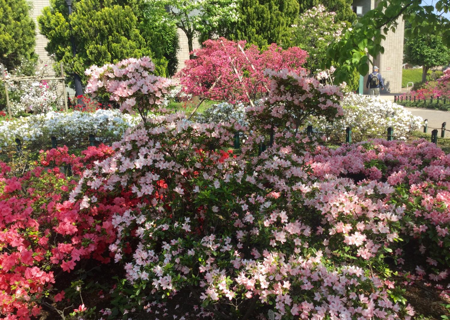 盛開的杜鵑花的花 珍藏的練馬照相館 珍藏的練馬