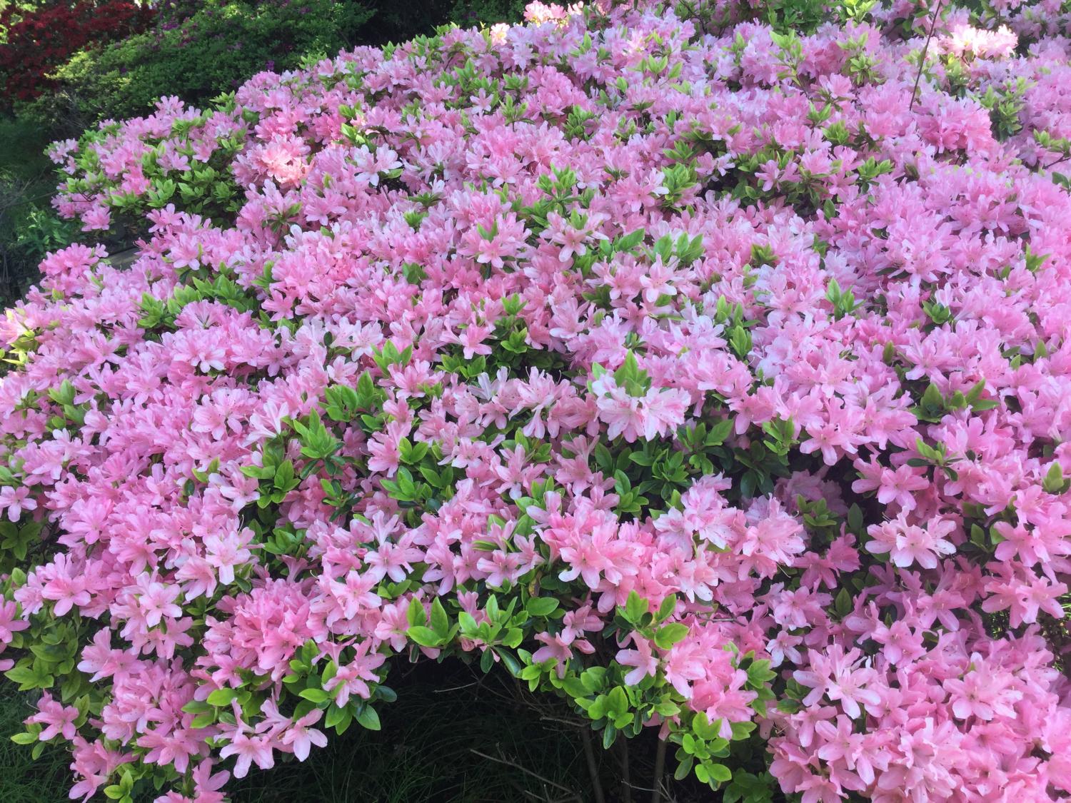  咲き誇るつつじの花 2