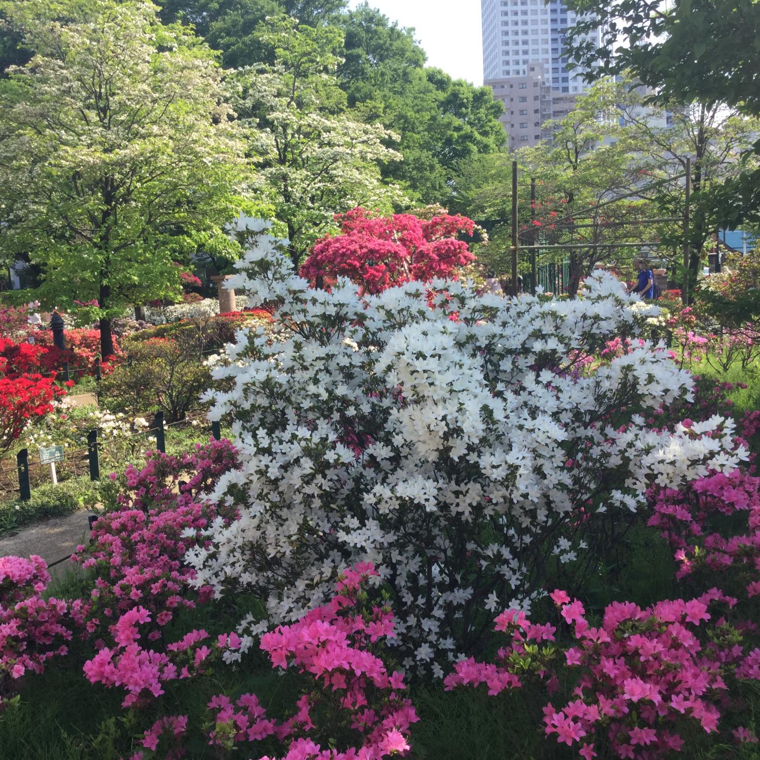  咲き誇るつつじの花 3