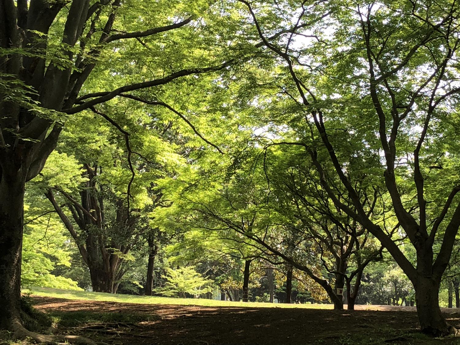 新緑の木漏れ日 2