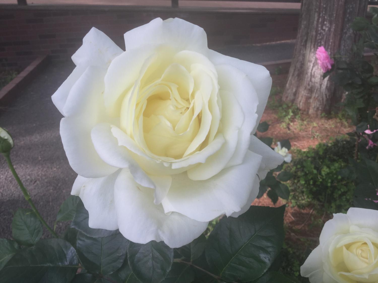 美しい薔薇 2