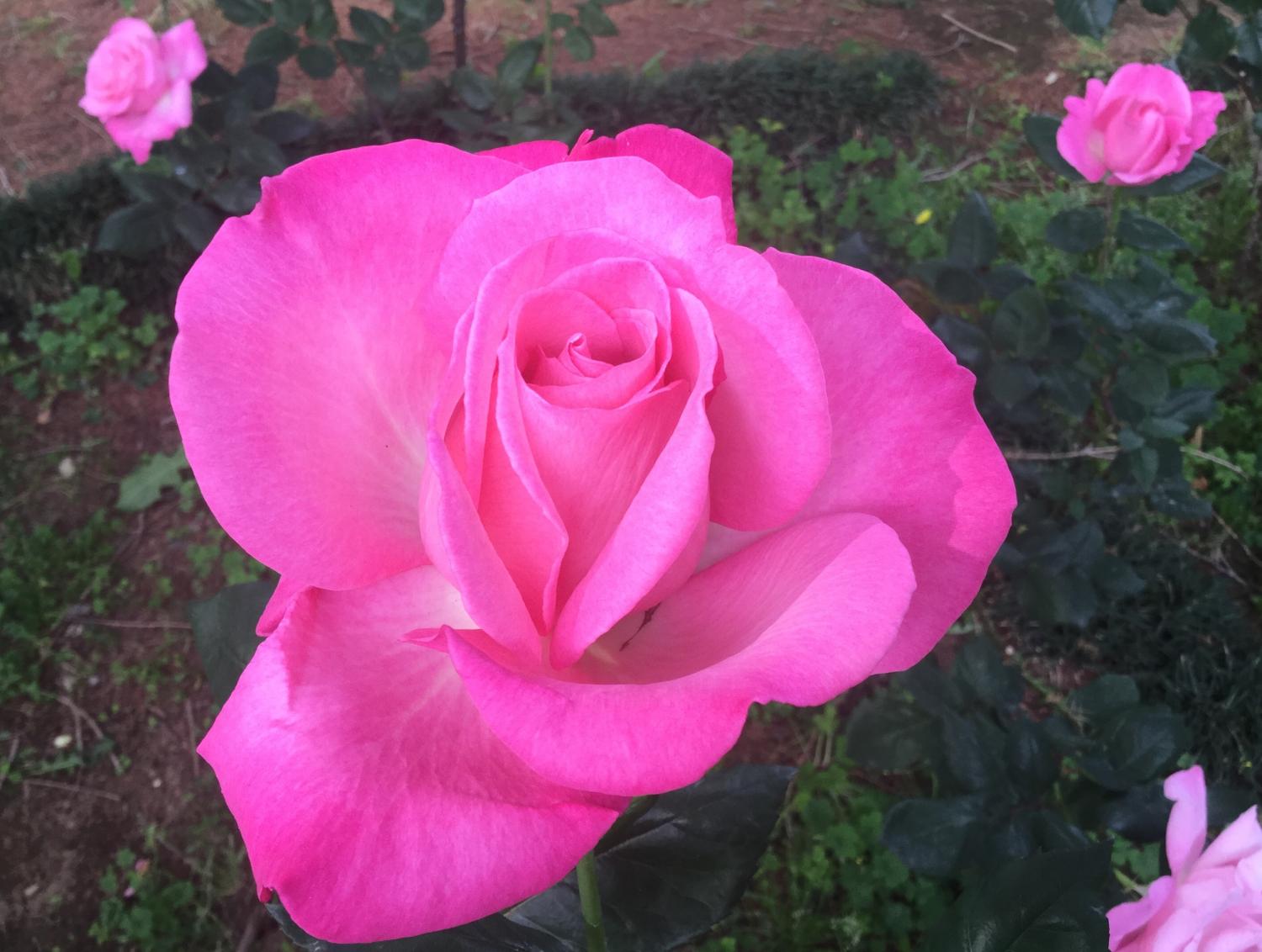 素敵な薔薇 1