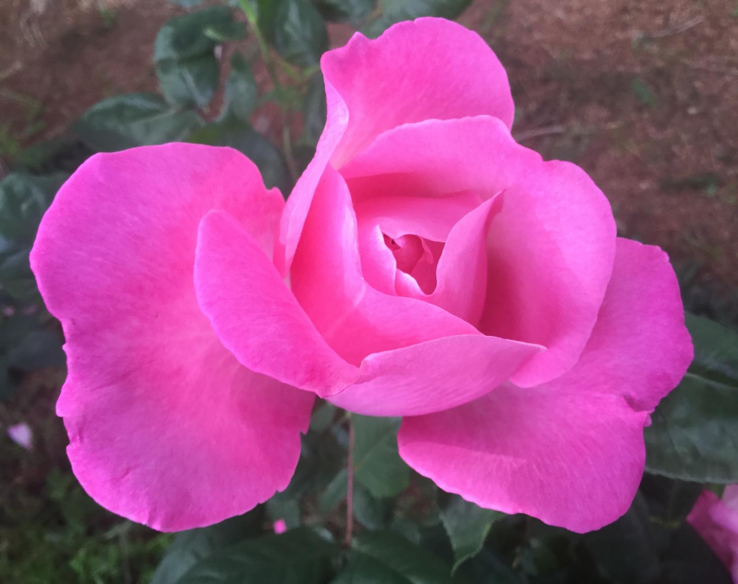 素敵な薔薇 2