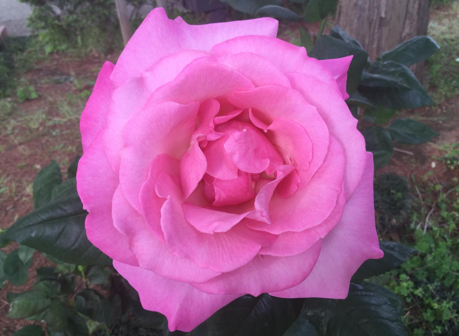 素敵な薔薇 3