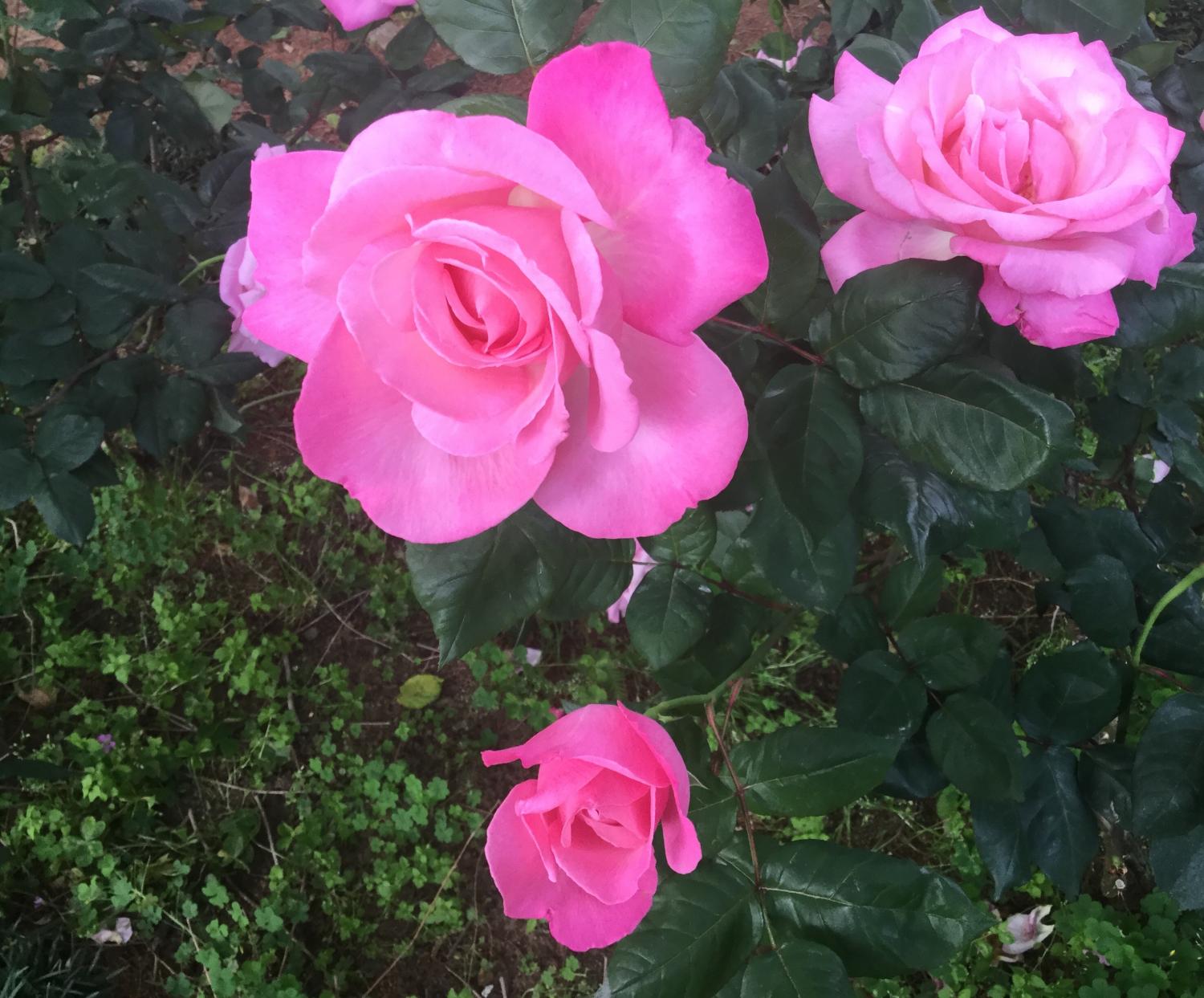 素敵な薔薇 4