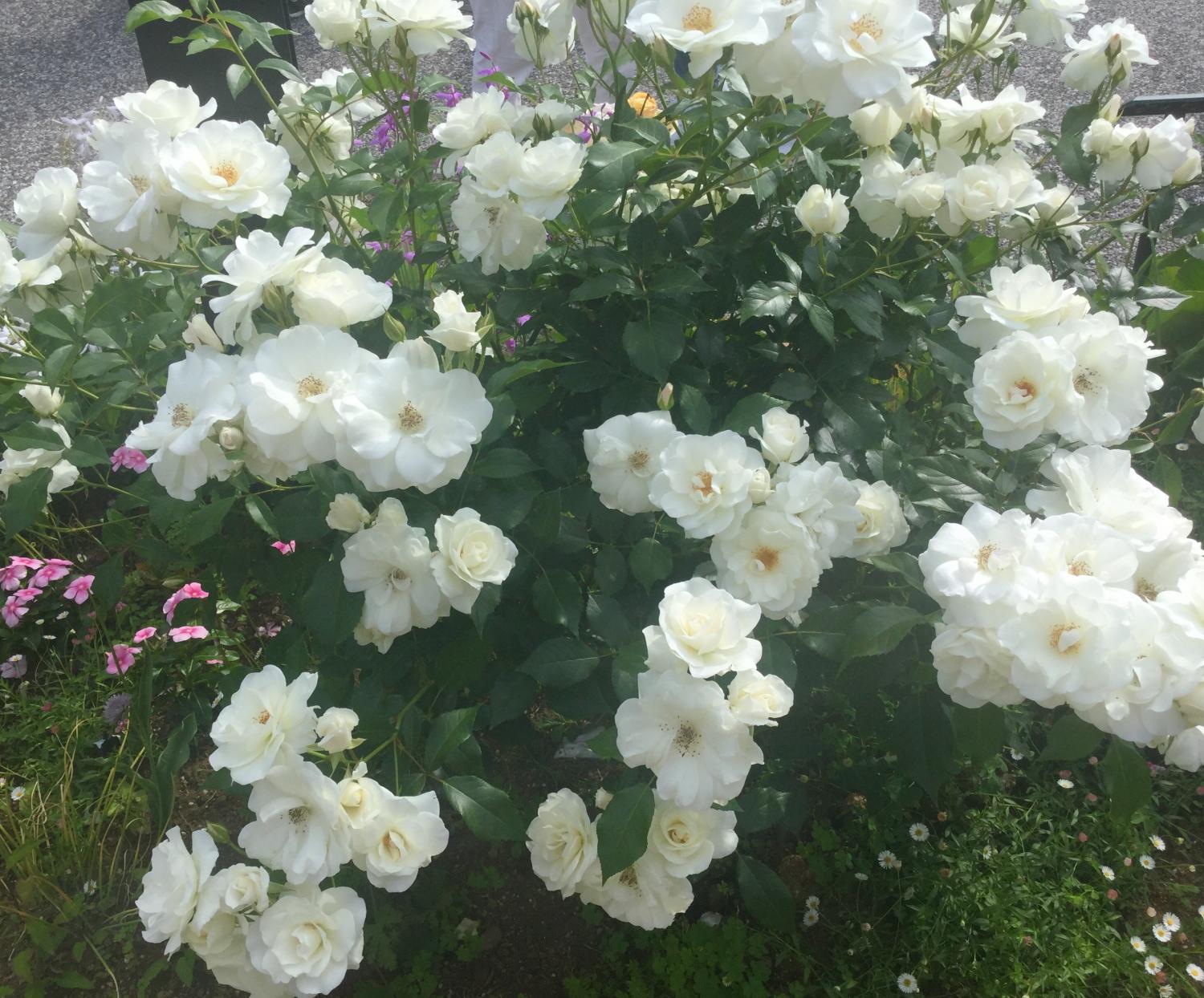 色とりどりのバラ ② 2