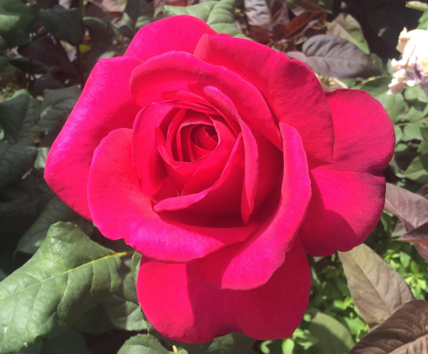 薔薇の饗宴！！ 1