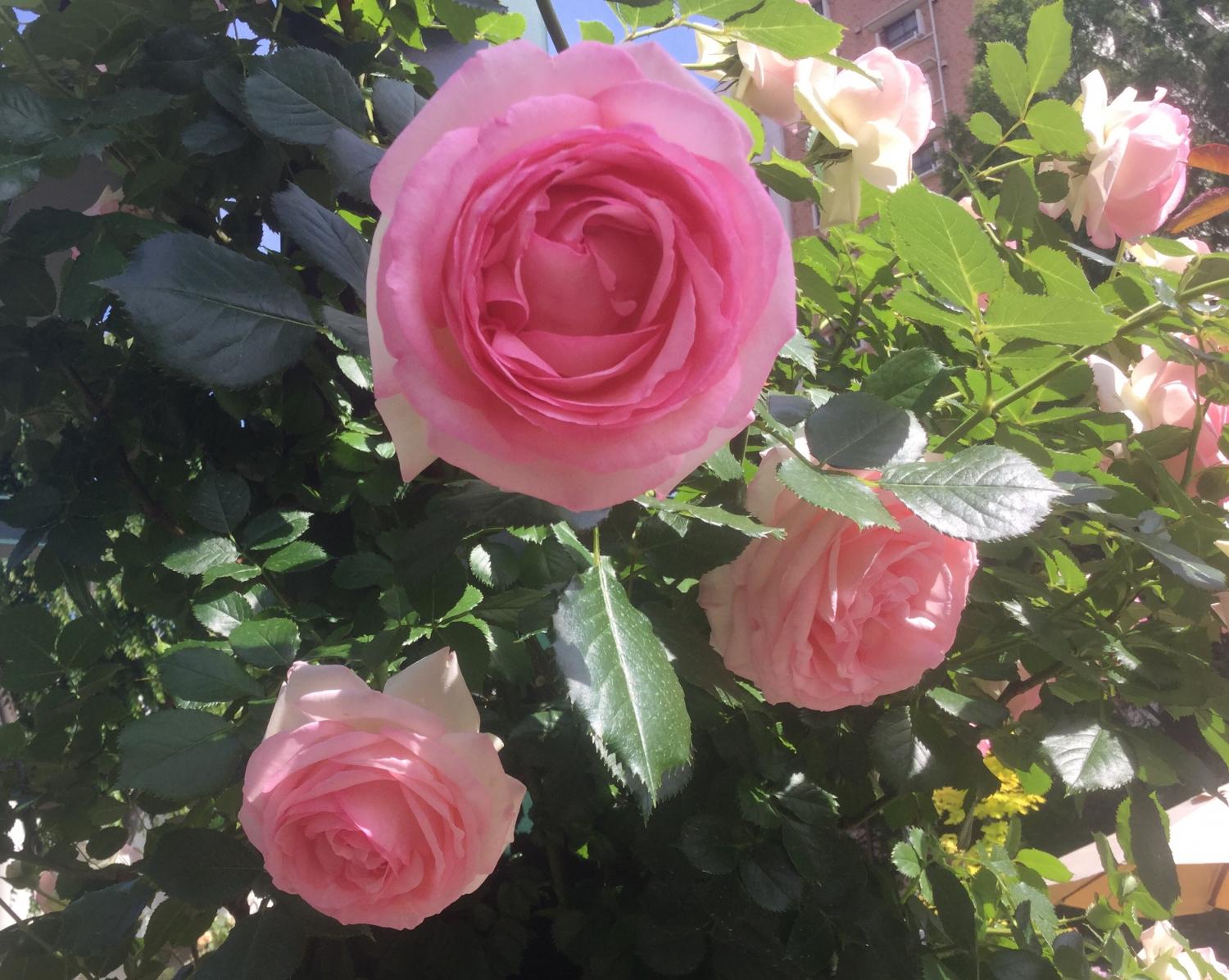 薔薇の饗宴！！ 2