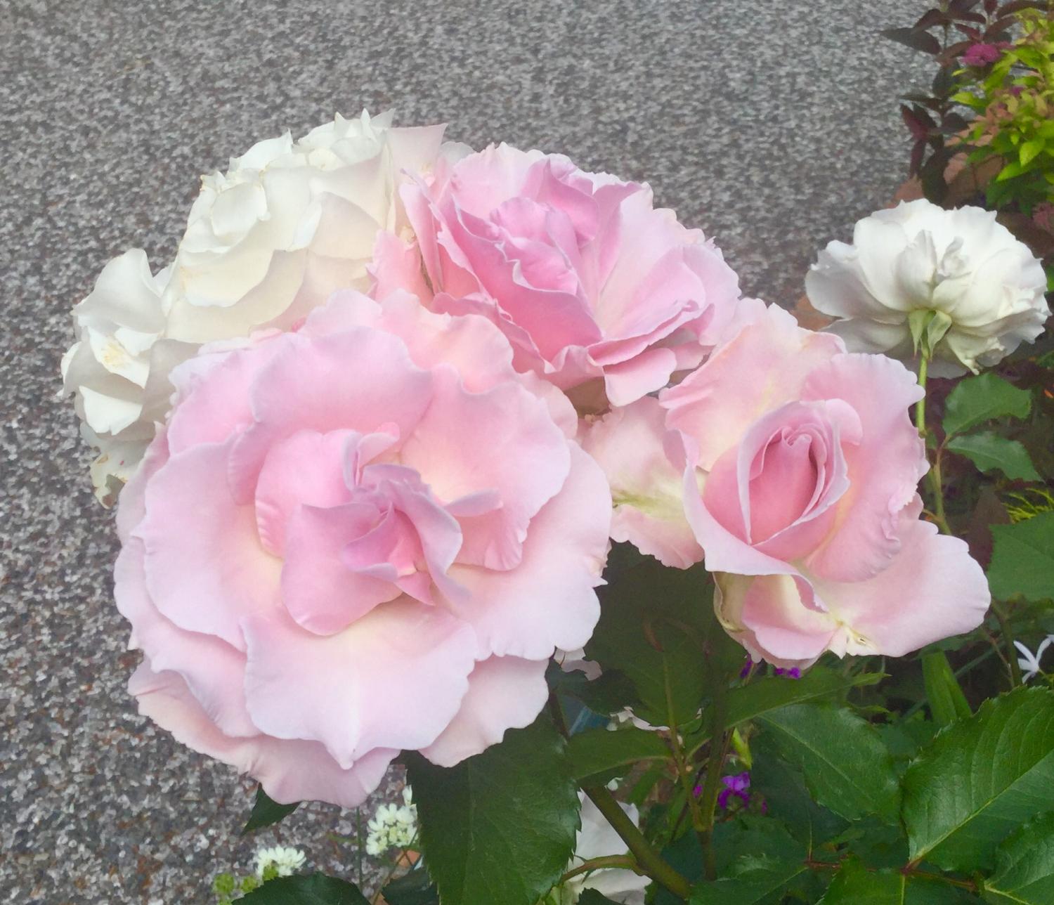 薔薇の饗宴！！ 3