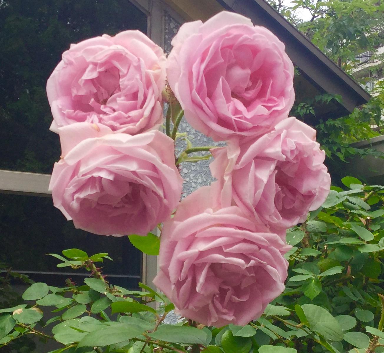 薔薇の饗宴！！ 4