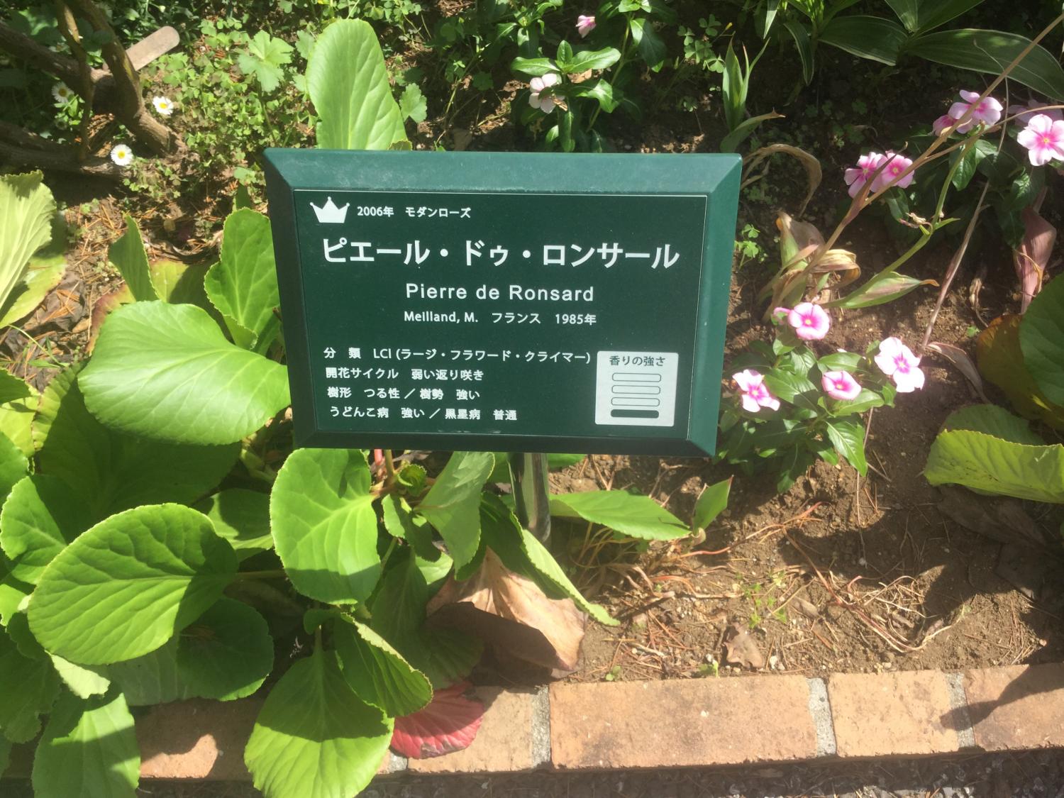 ピエール ・ドゥ・ロンサールに夢中 3