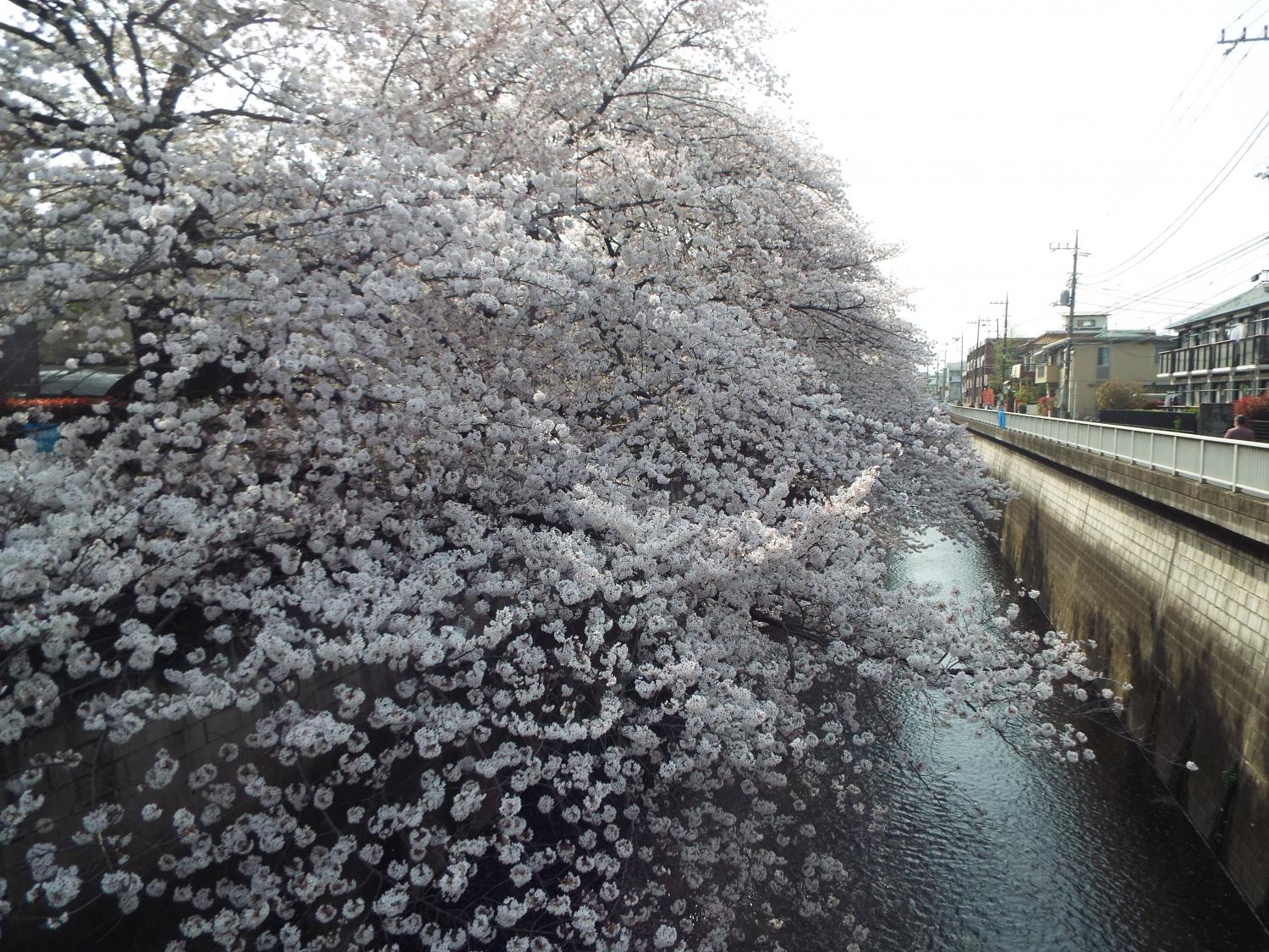 桜のてんこ盛り