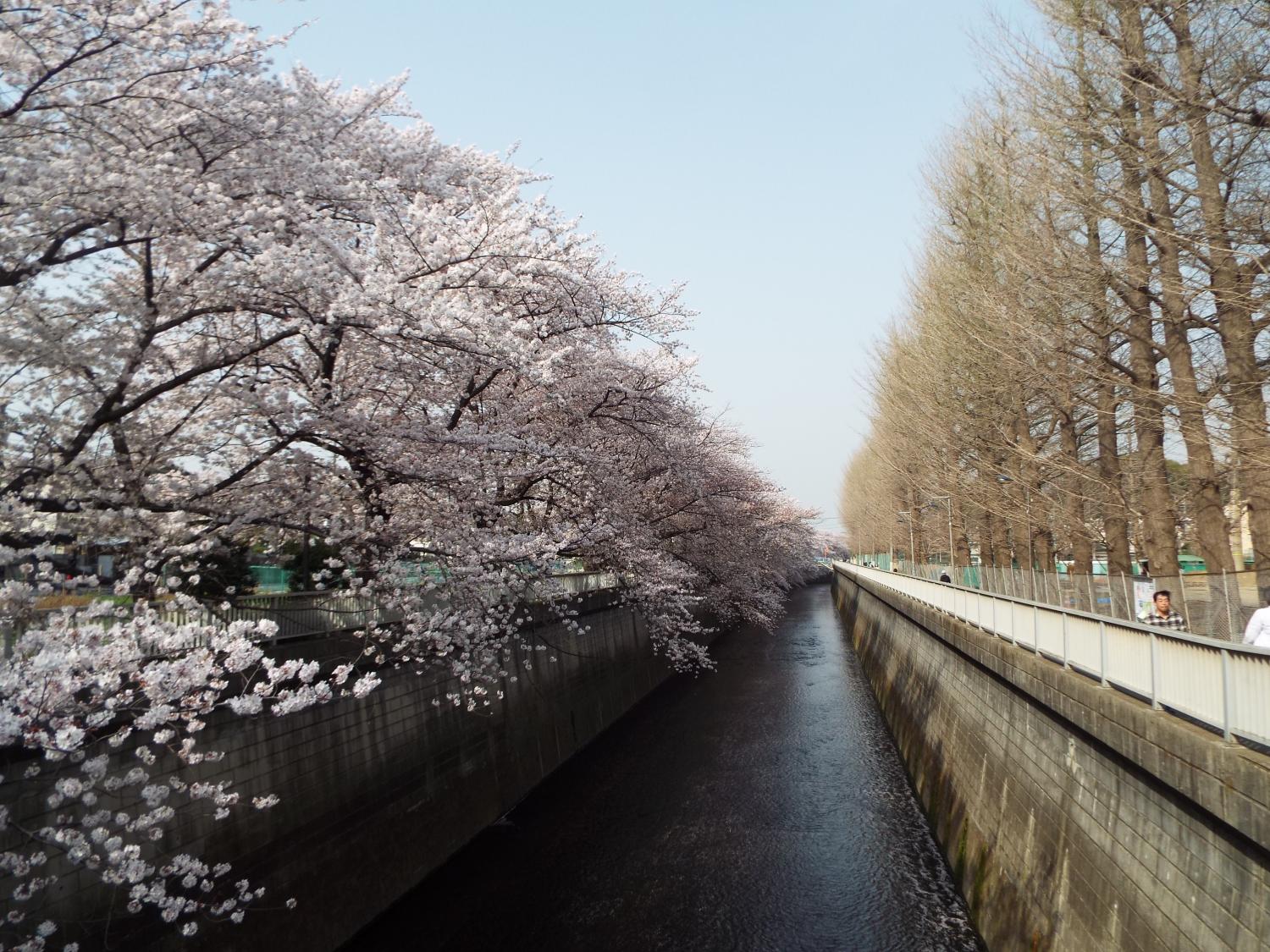 桜のてんこ盛り 2