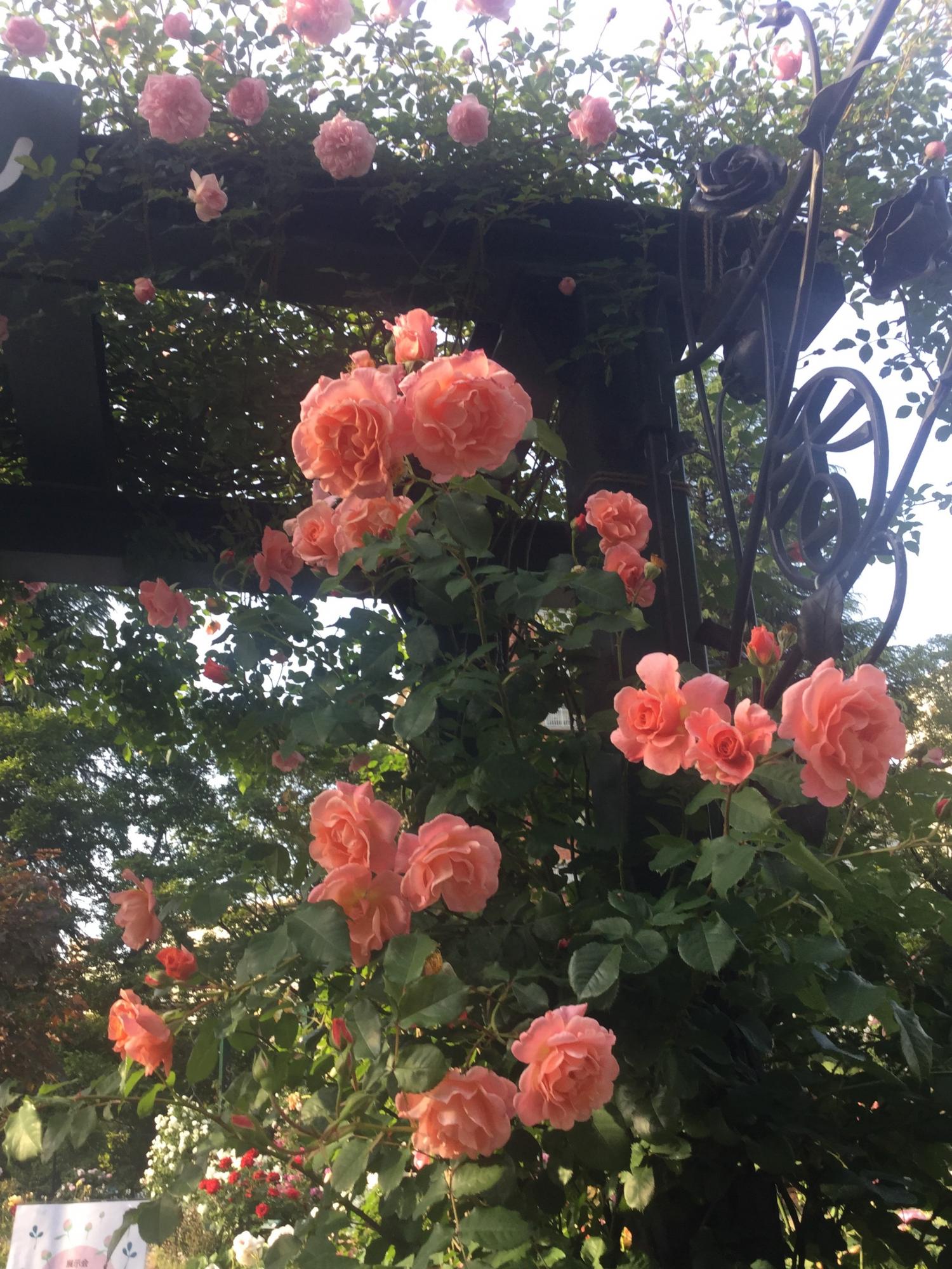 可憐な薔薇と閉園後のメインエントランス 1