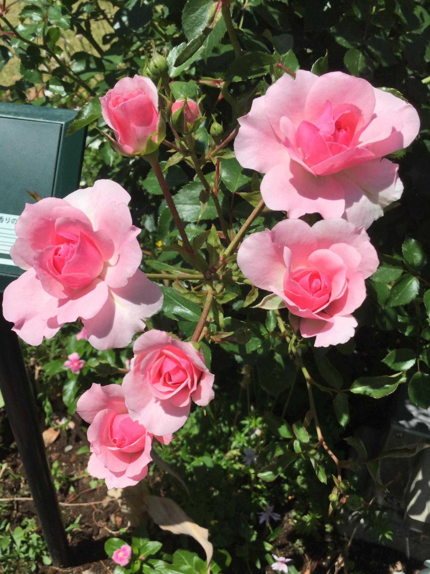 可憐な薔薇と閉園後のメインエントランス 2