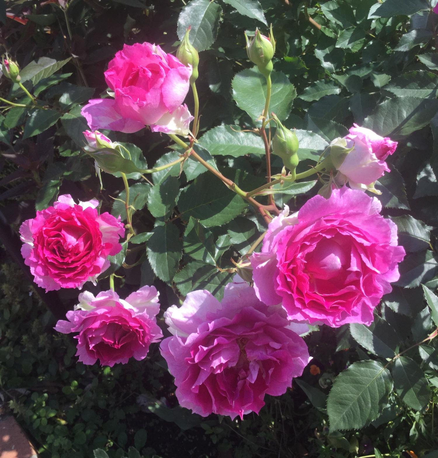 可憐な薔薇と閉園後のメインエントランス 3