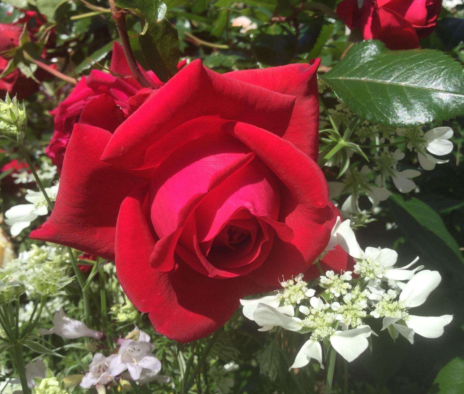 魅惑の薔薇 1