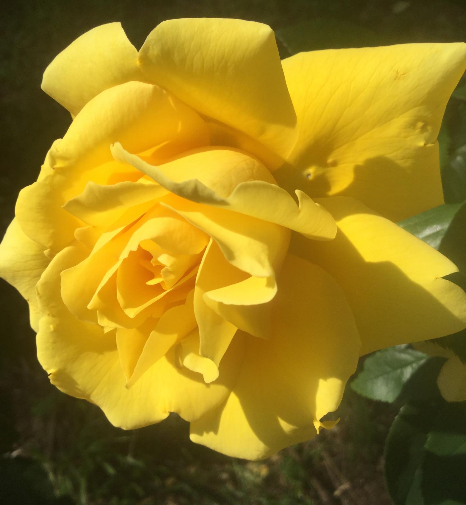 魅惑の薔薇 2