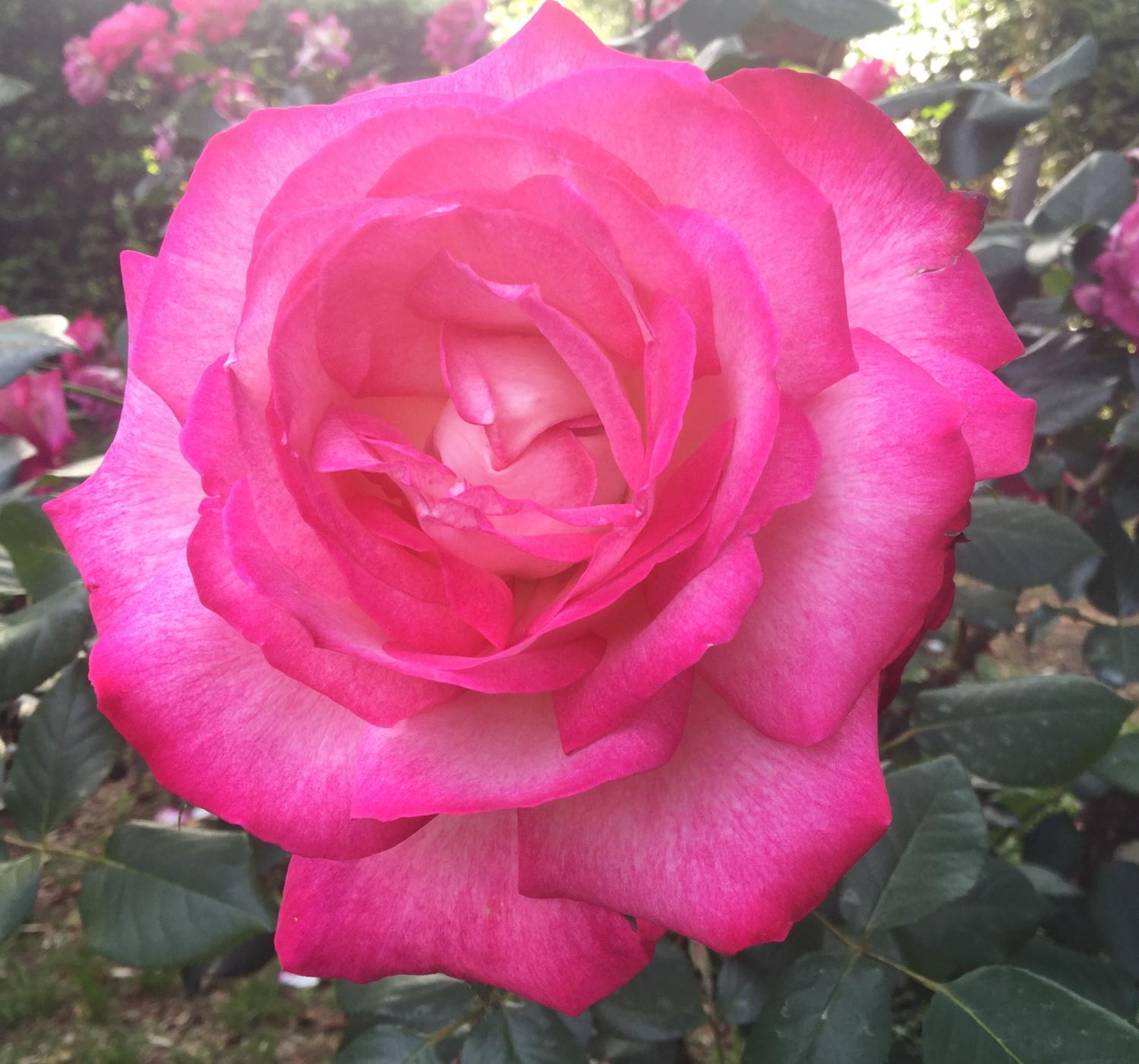 魅惑の薔薇 3