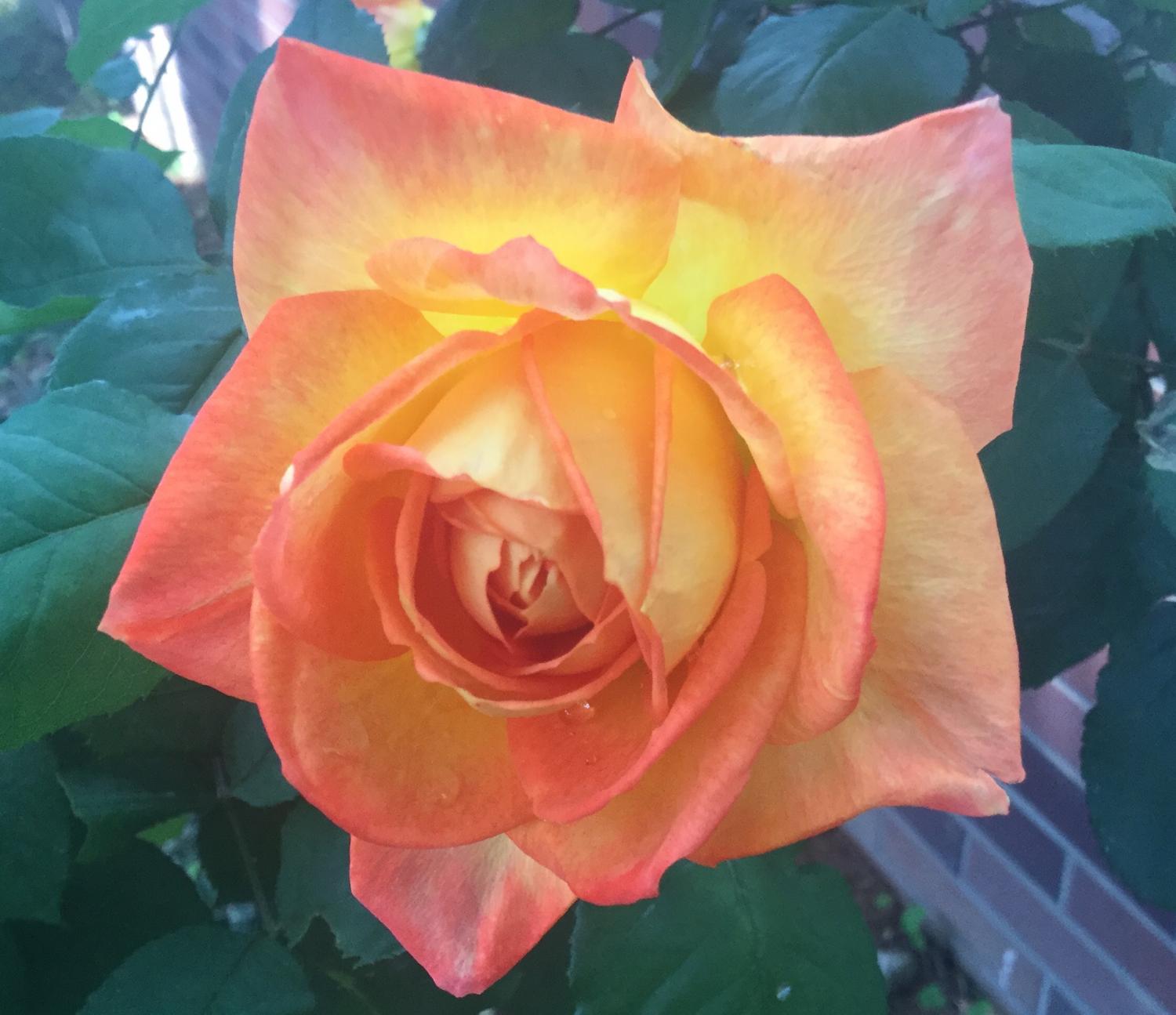 魅惑の薔薇 4