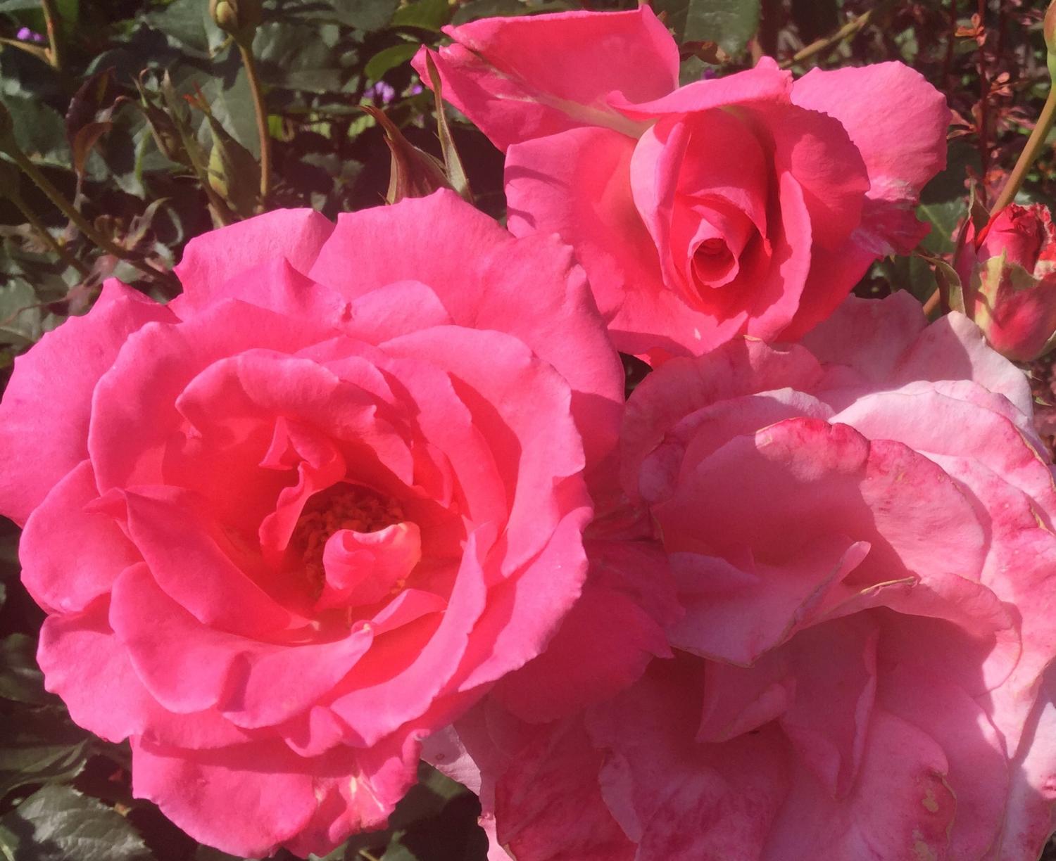 魅惑の薔薇 1