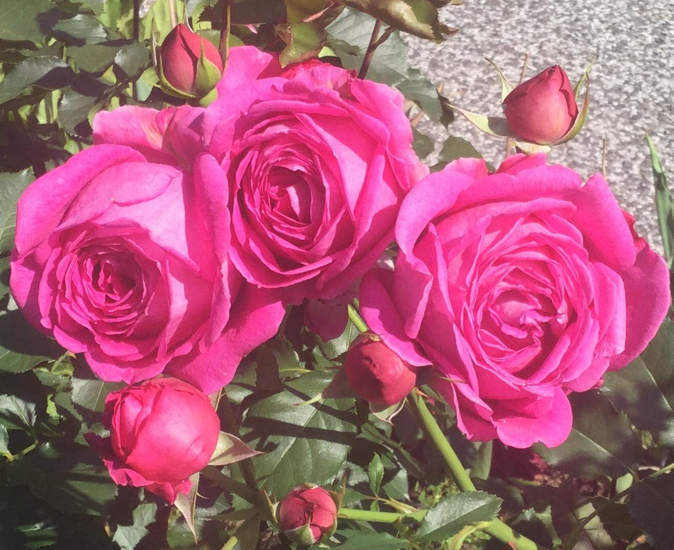 魅惑の薔薇 2