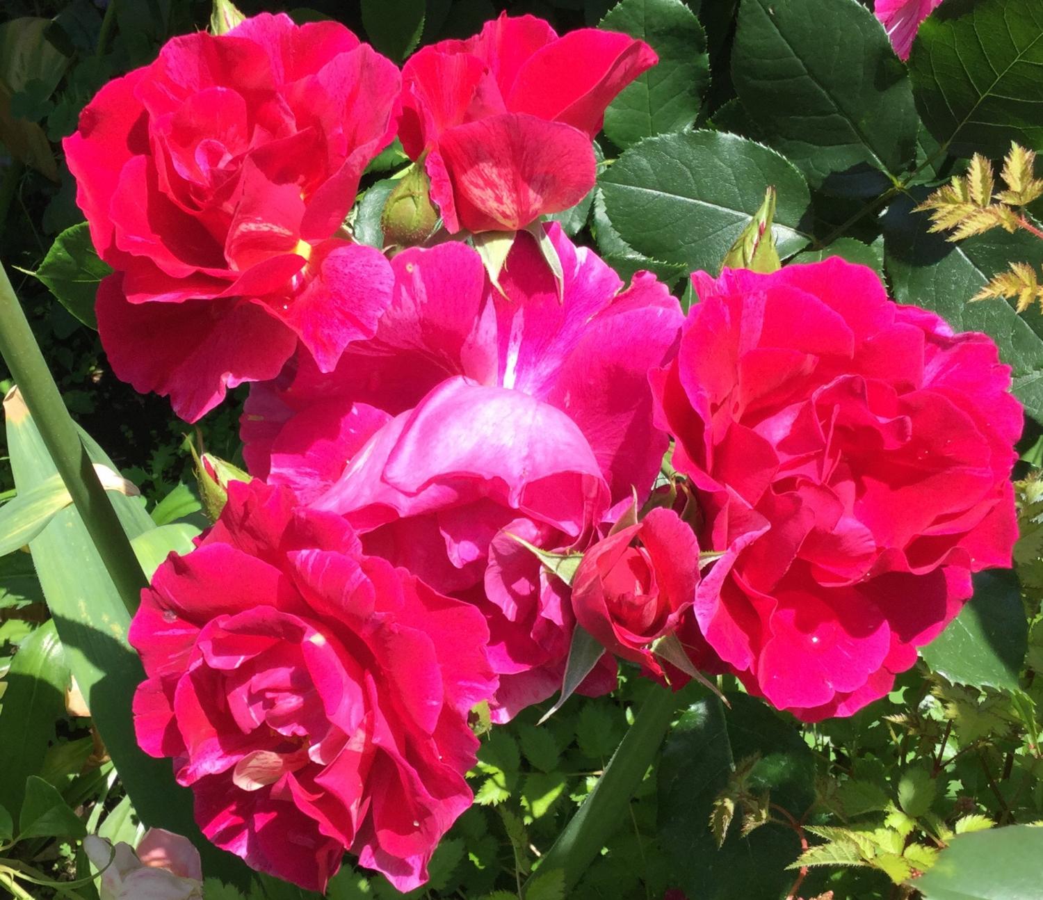 魅惑の薔薇 3