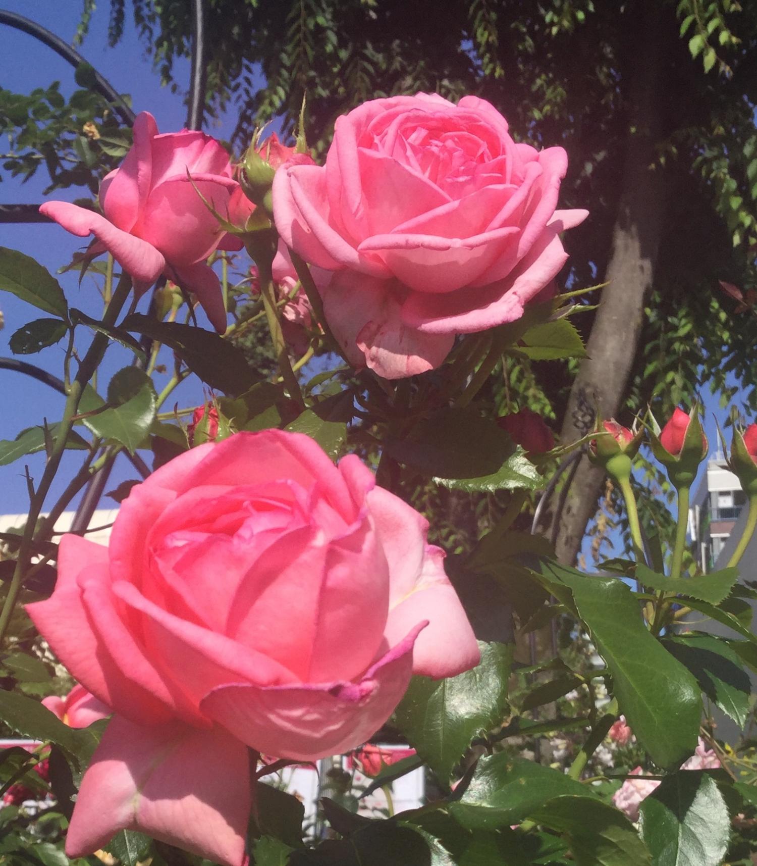 魅惑の薔薇 4