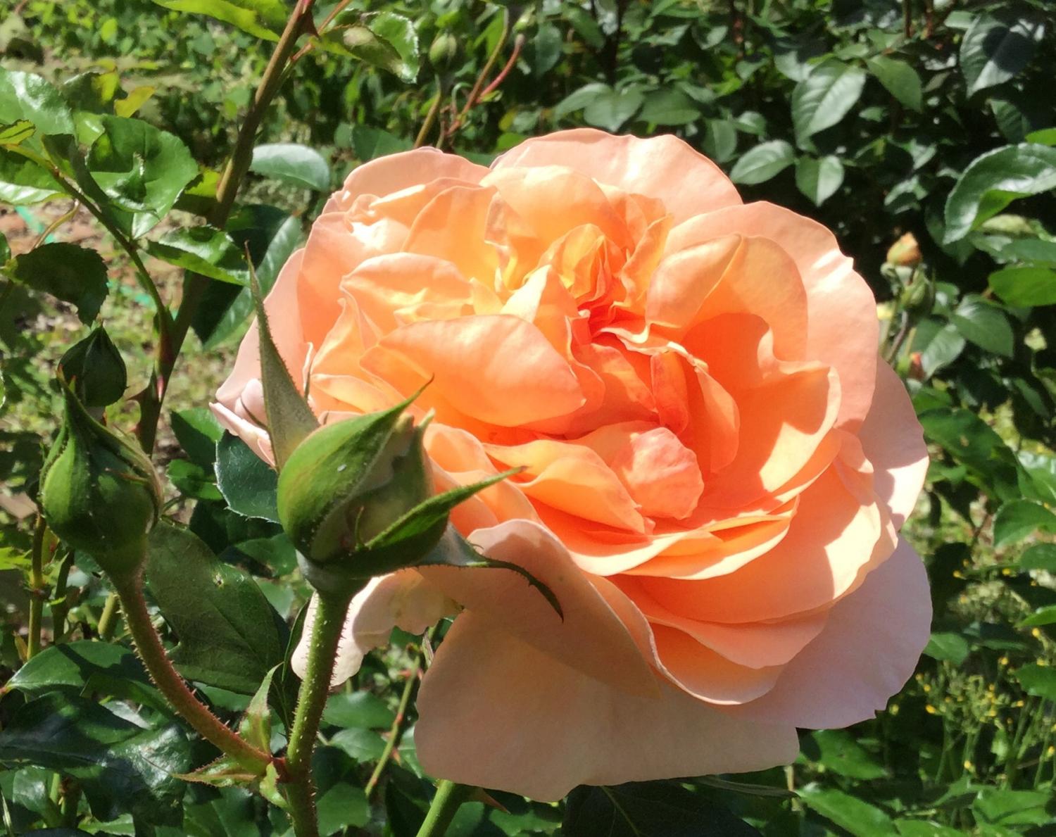 魅惑の薔薇ー四季の香ローズガーデンを彩る薔薇ー 1