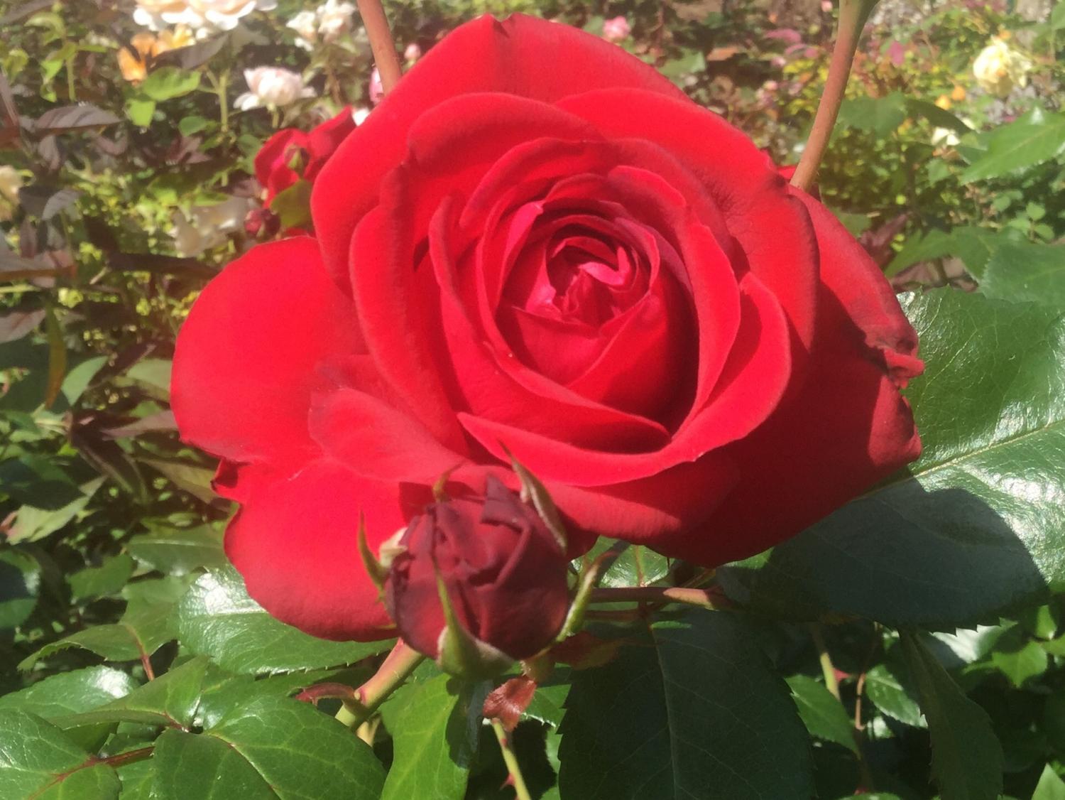 魅惑の薔薇ー四季の香ローズガーデンを彩る薔薇ー 2