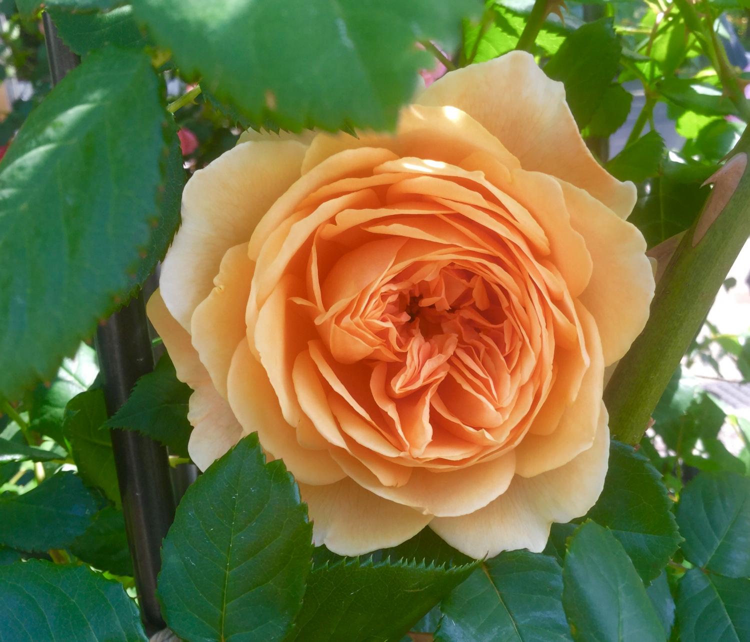 魅惑の薔薇ー四季の香ローズガーデンを彩る薔薇ー 3