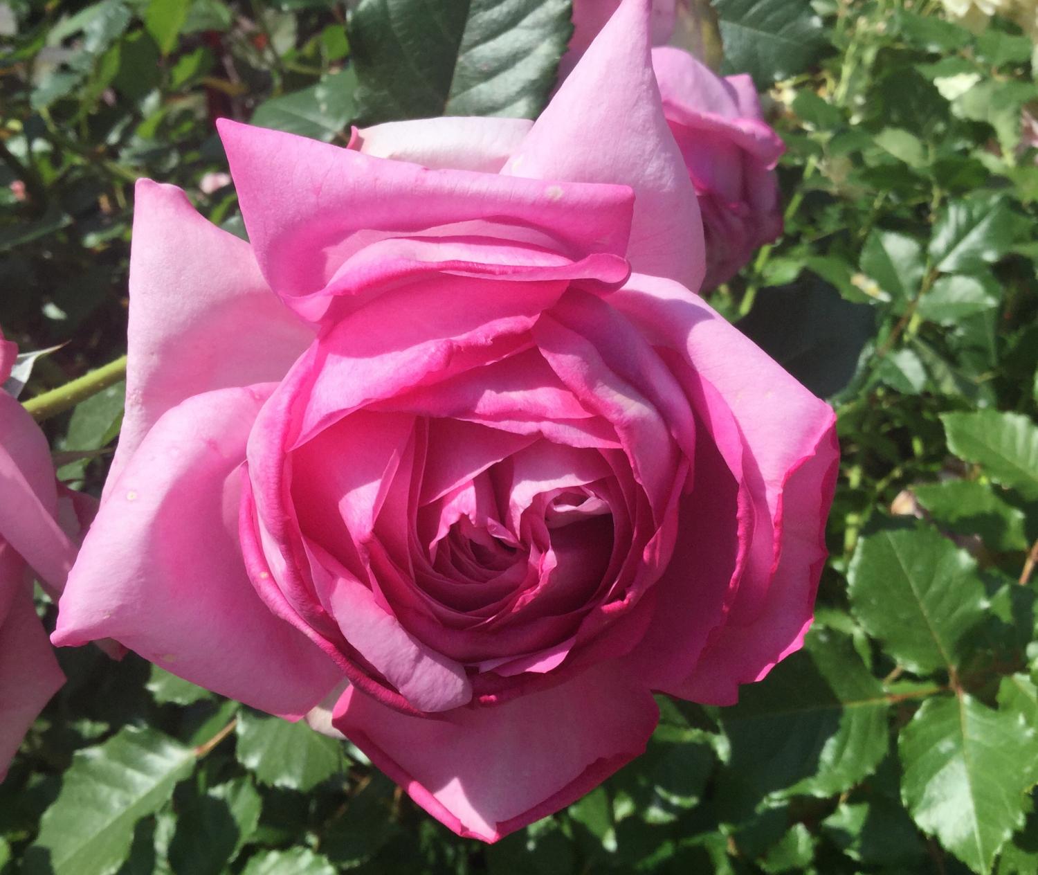 魅惑の薔薇ー四季の香ローズガーデンを彩る薔薇ー 4