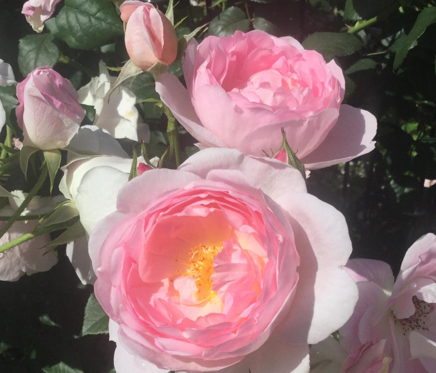 魅惑の薔薇ー四季の香ローズガーデンを彩る薔薇ー 1