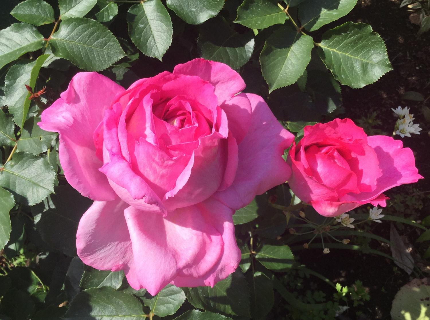 魅惑の薔薇ー四季の香ローズガーデンを彩る薔薇ー 2
