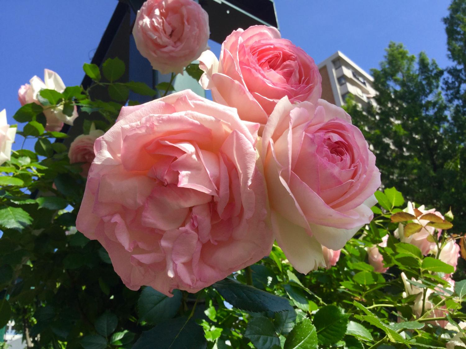 魅惑の薔薇ー四季の香ローズガーデンを彩る薔薇ー 3