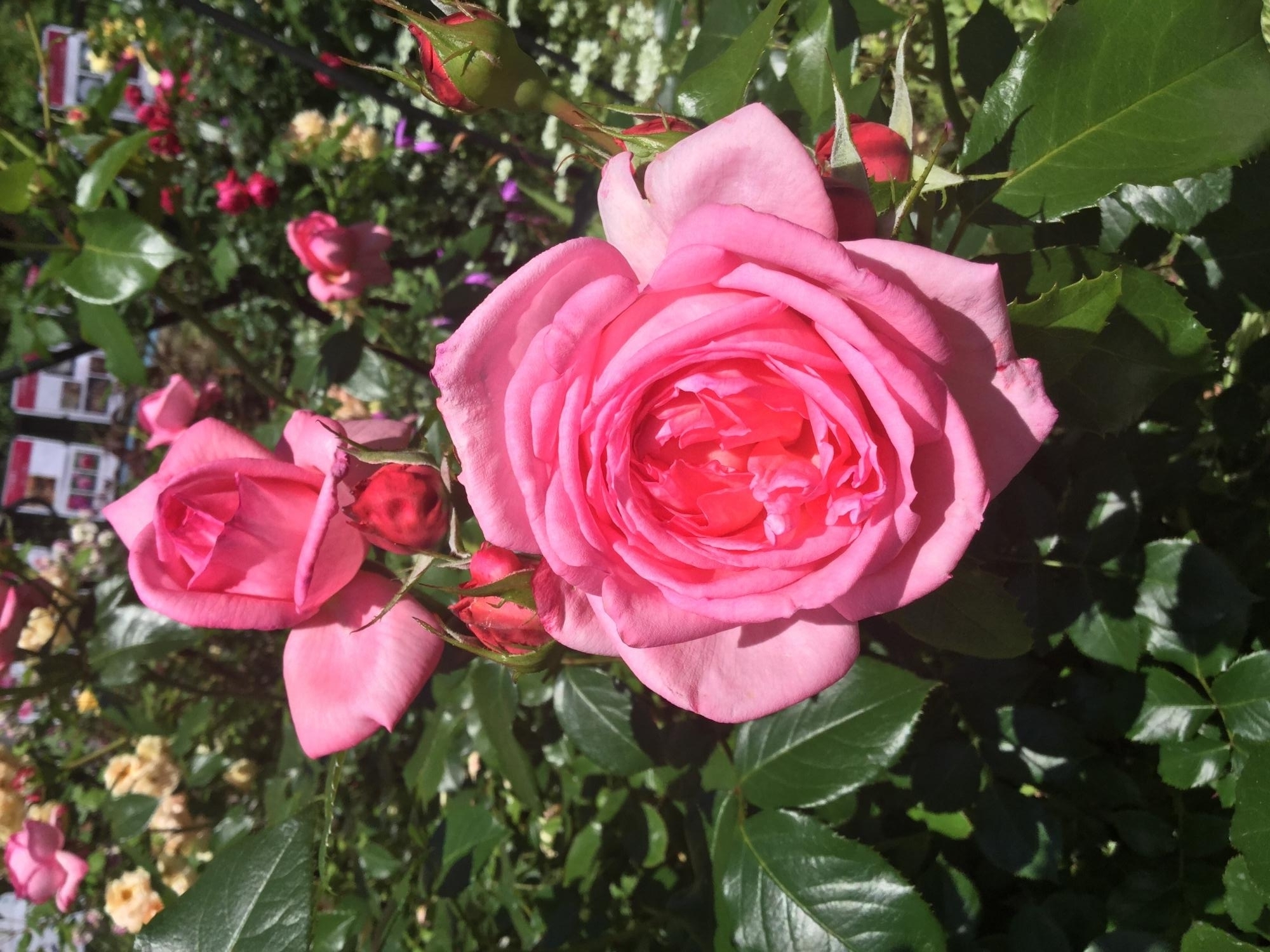 魅惑の薔薇ー四季の香ローズガーデンを彩る薔薇ー 4