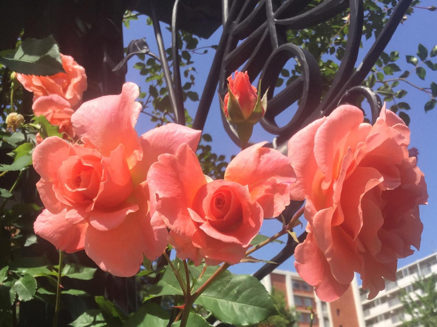 魅惑の薔薇ー四季の香ローズガーデンを彩る薔薇ー 1