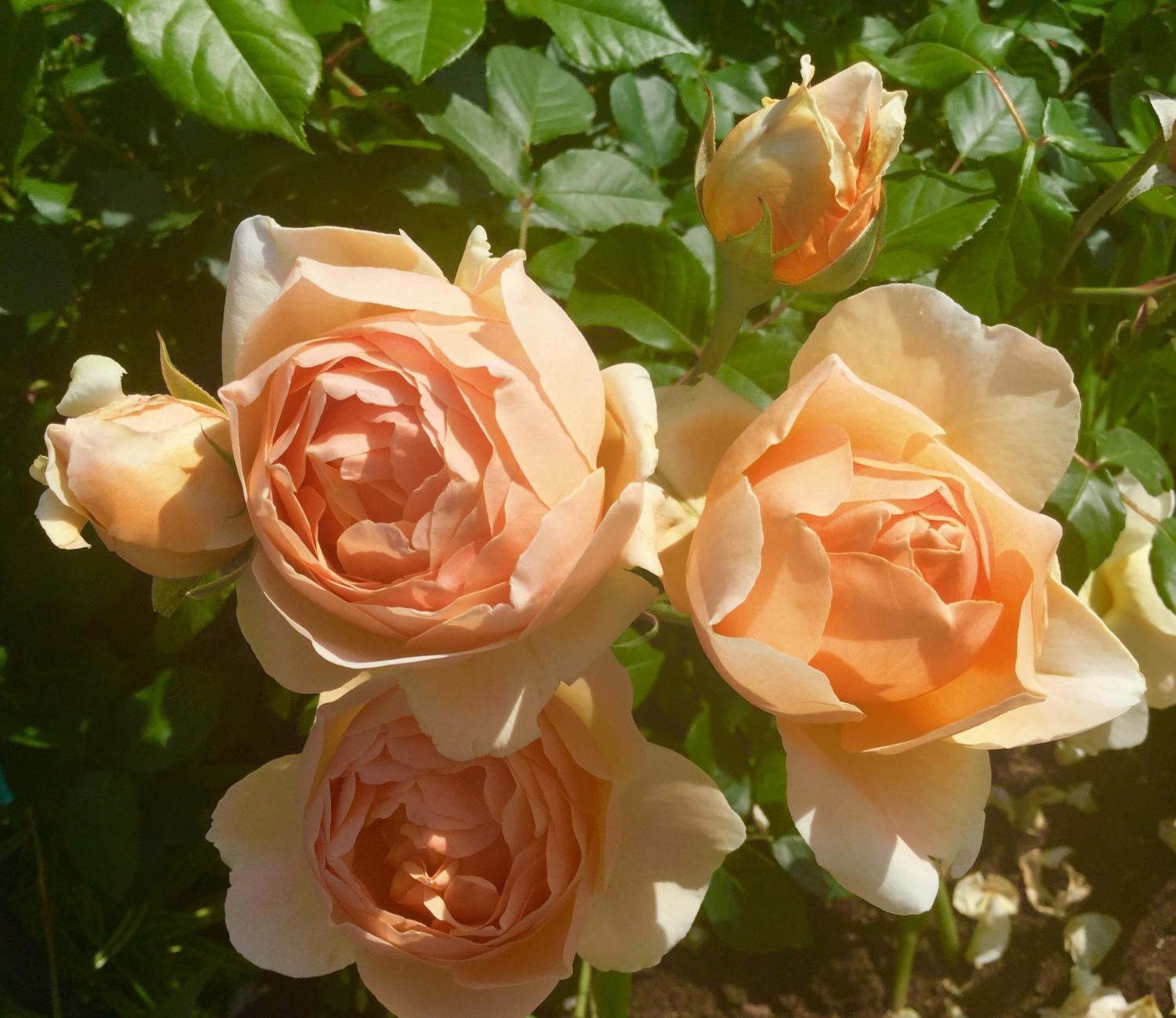 魅惑の薔薇ー四季の香ローズガーデンを彩る薔薇ー 2