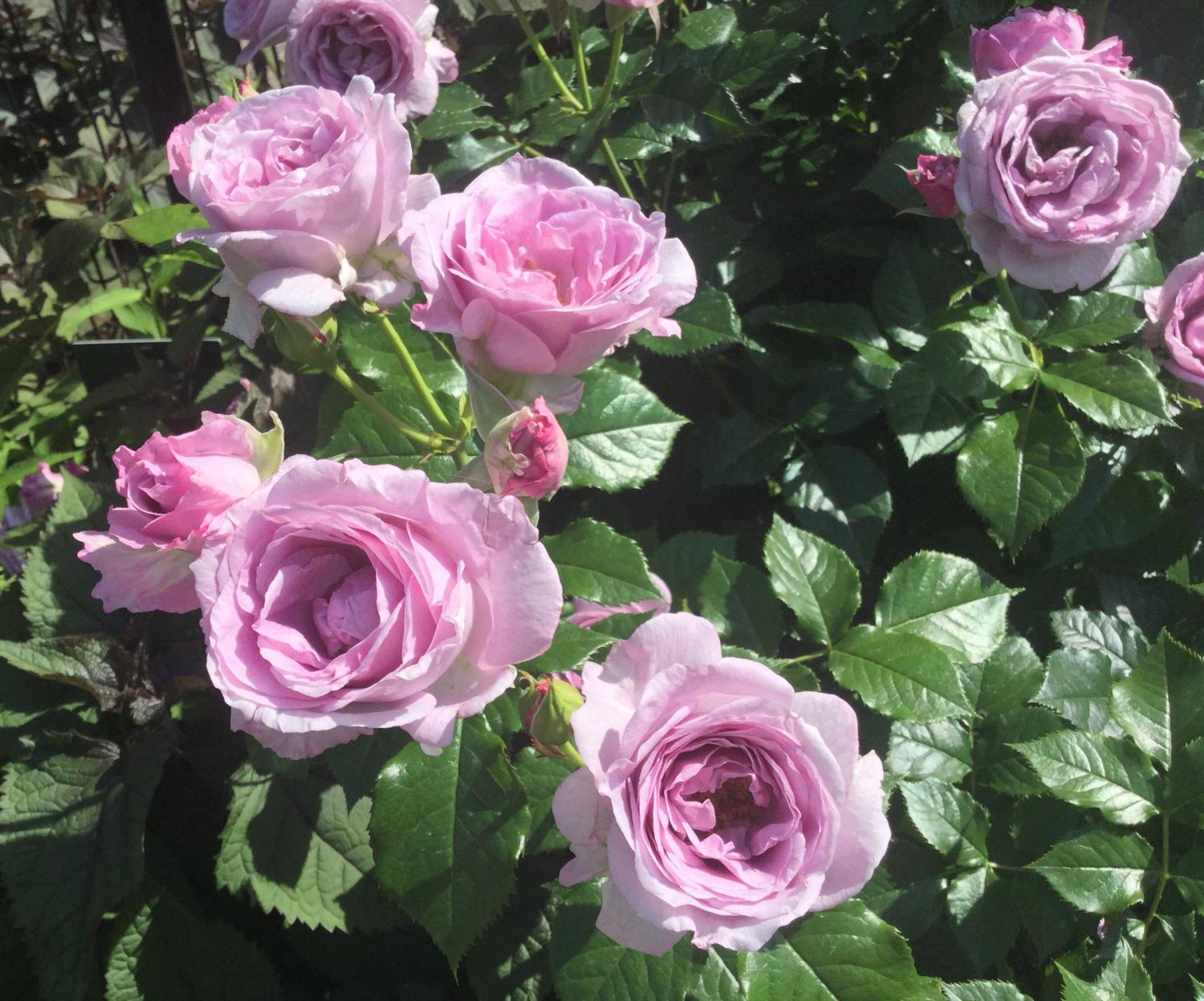 魅惑の薔薇ー四季の香ローズガーデンを彩る薔薇ー 3