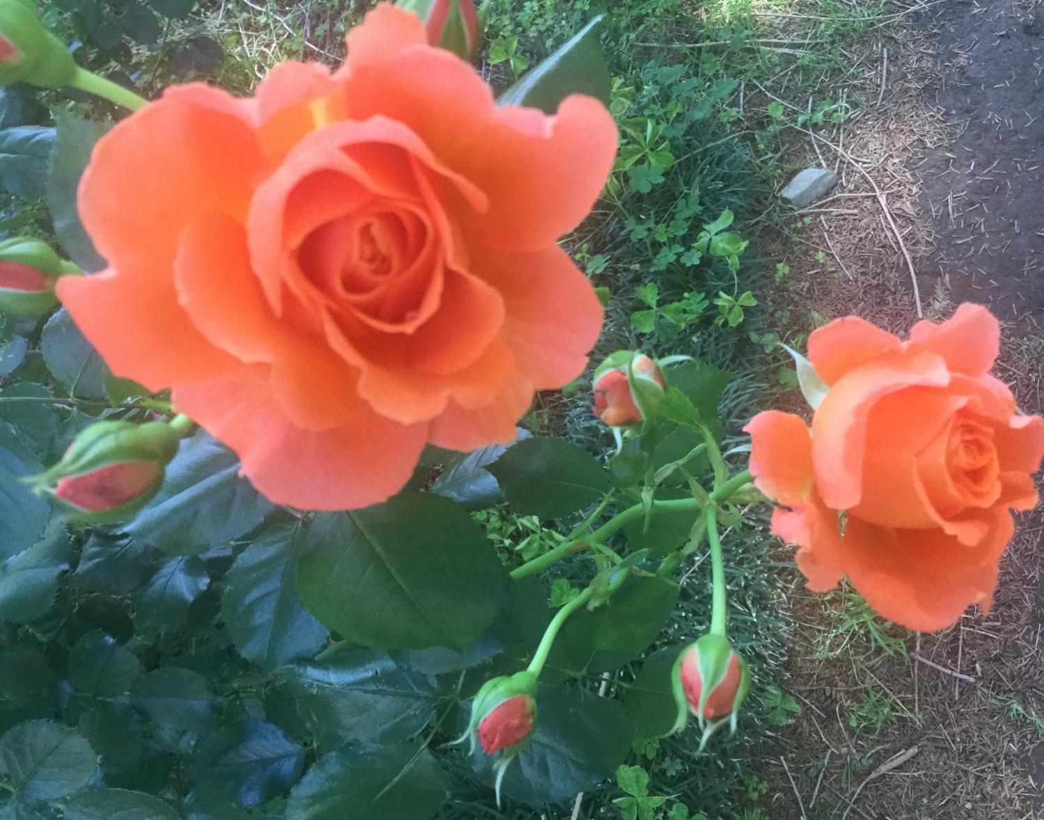 魅惑の薔薇ー四季の香ローズガーデンを彩る薔薇ー 4