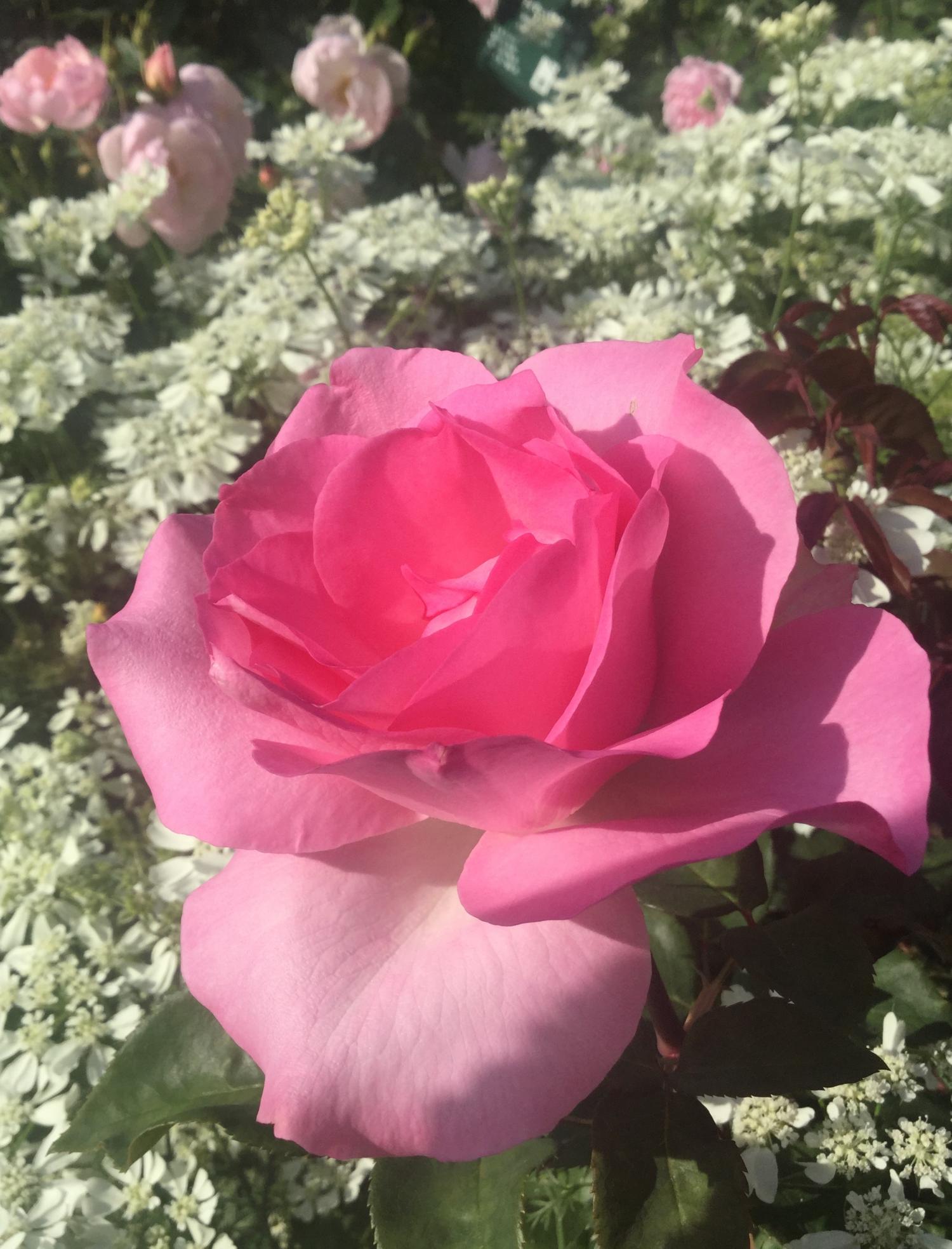 魅惑の薔薇ー四季の香ローズガーデンを彩る薔薇ー 1