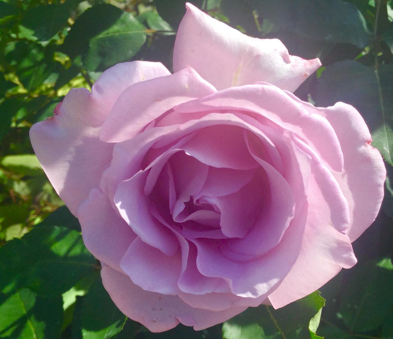 日本最級 【1ロール】 ＆繾色 玫瑰園 ＆繾色 梔子花＆ 2024ジオラマ
