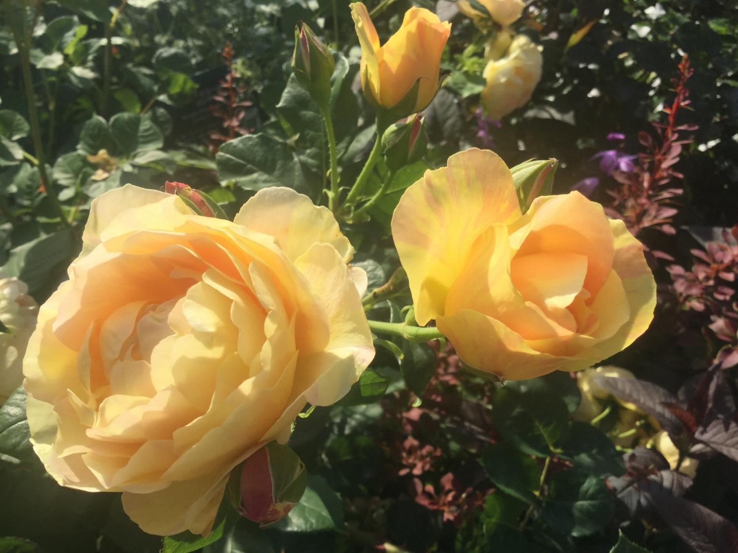 魅惑の薔薇ー四季の香ローズガーデンを彩る薔薇ー 4