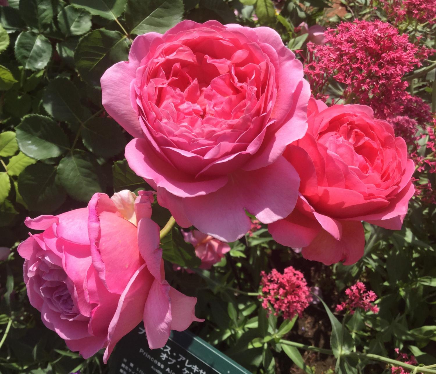 魅惑の薔薇ー四季の香ローズガーデンを彩る薔薇ー