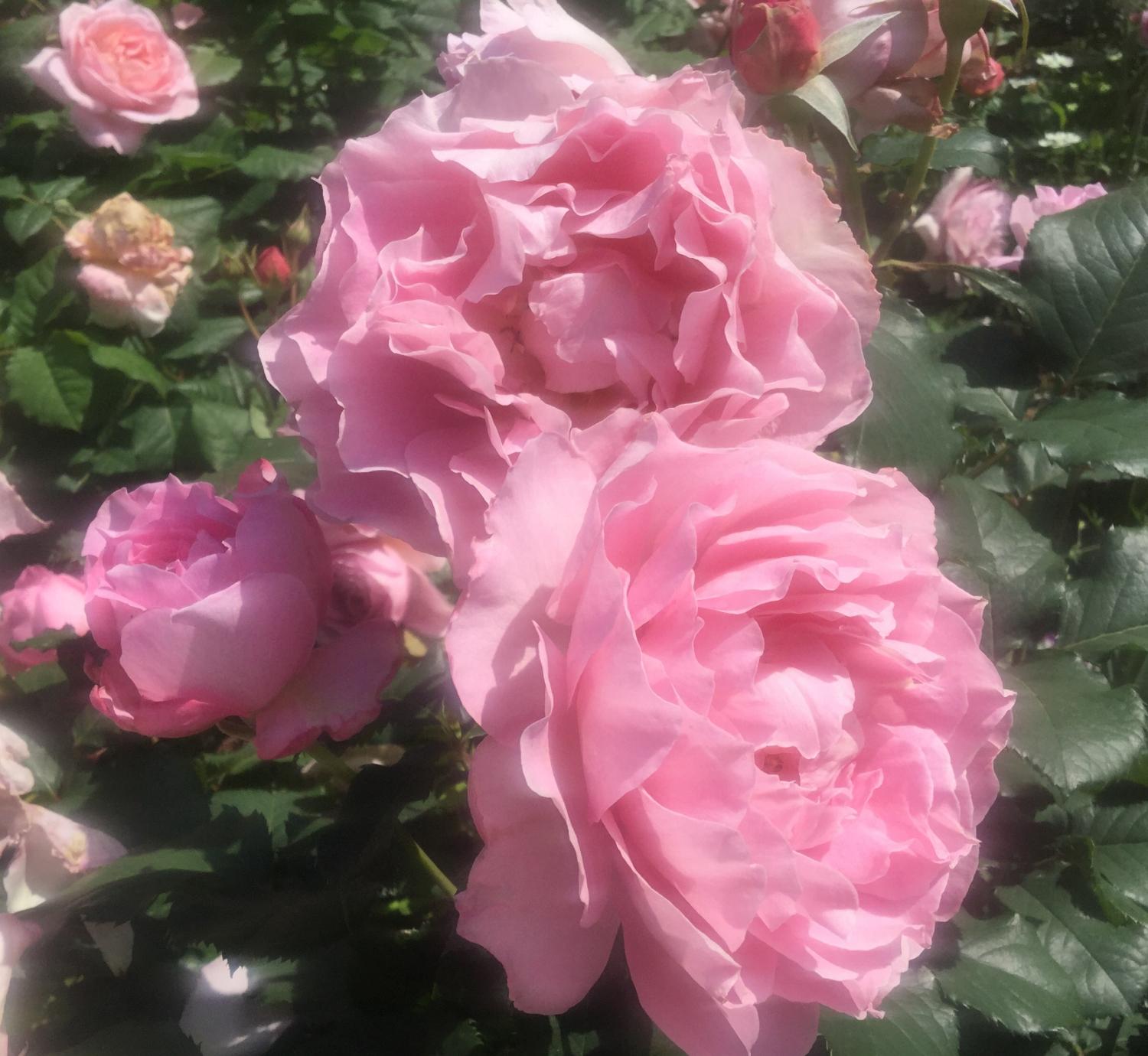 魅惑の薔薇ー四季の香ローズガーデンを彩る薔薇ー | とっておき