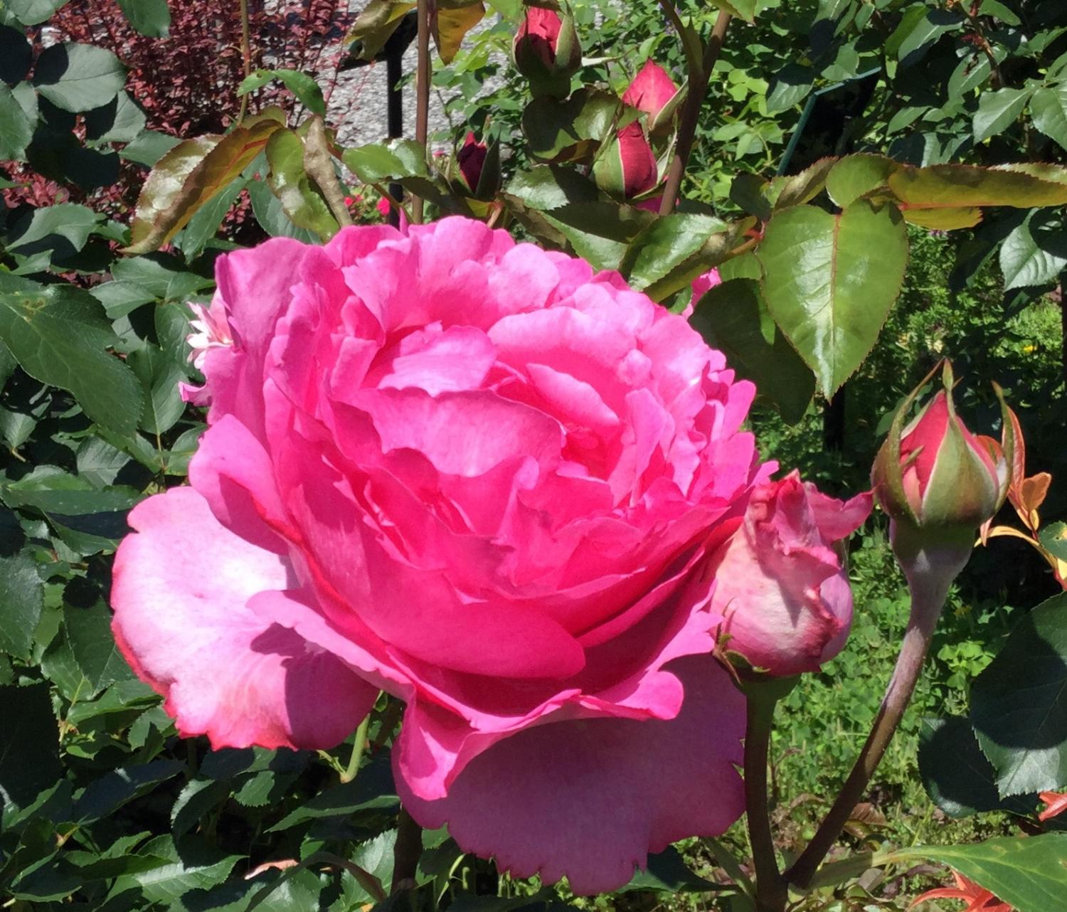魅惑の薔薇ー四季の香ローズガーデンを彩る薔薇ー 3