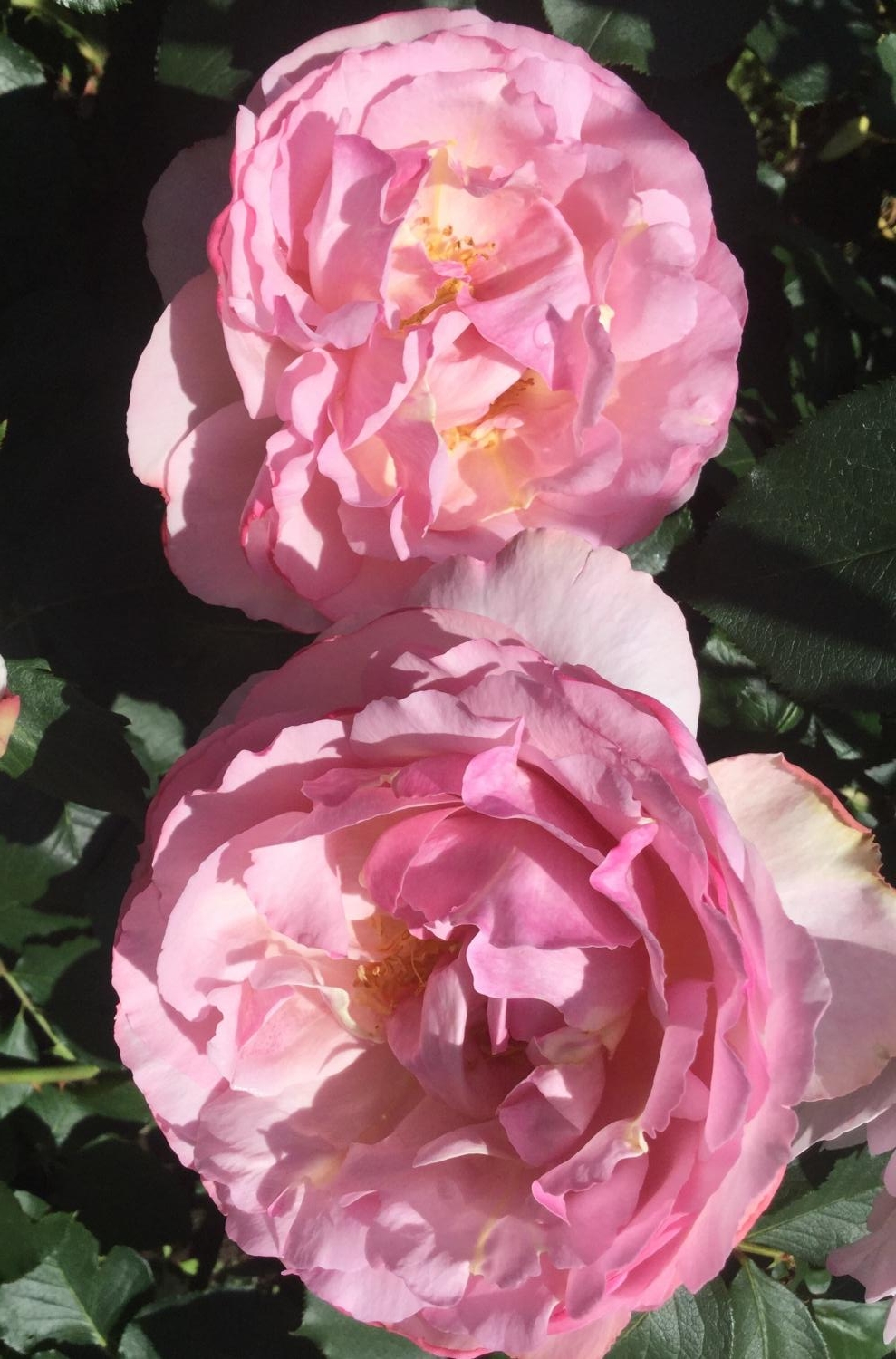 魅惑の薔薇ー四季の香ローズガーデンを彩る薔薇ー 4