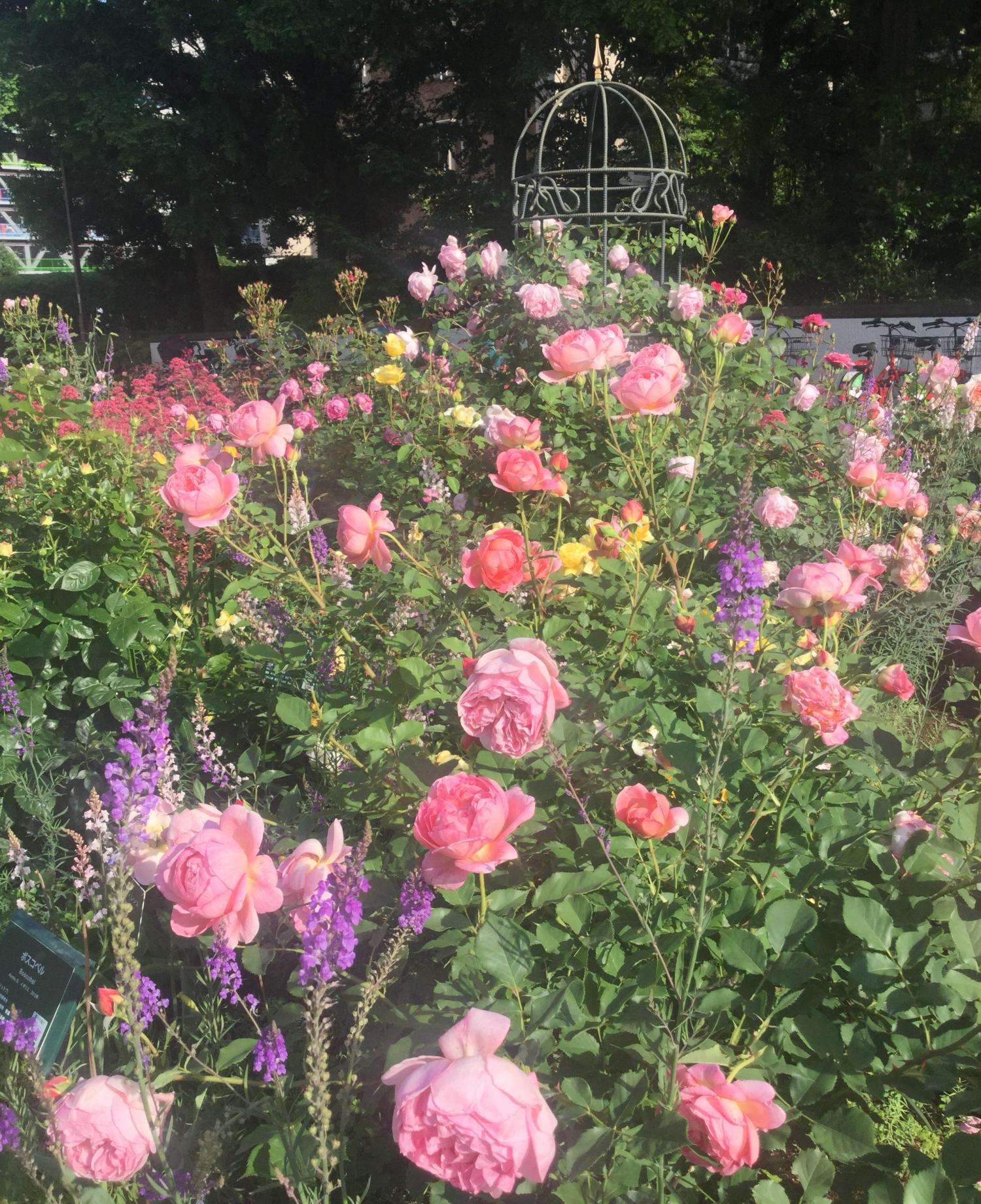 魅惑の薔薇ー四季の香ローズガーデンを彩る薔薇ー 1