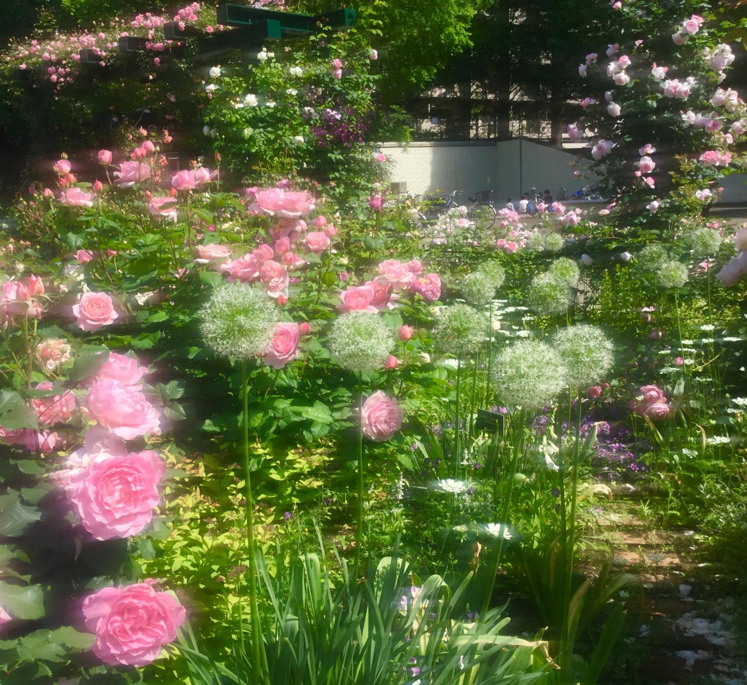魅惑の薔薇ー四季の香ローズガーデンを彩る薔薇ー 2